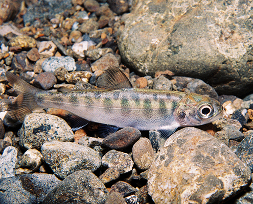 a juvenile salmon swims through shallow still water over rocks and pebbles