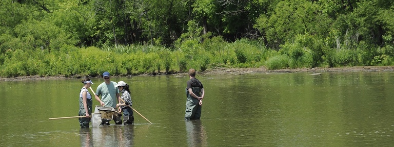 Students digging in the water for mussels