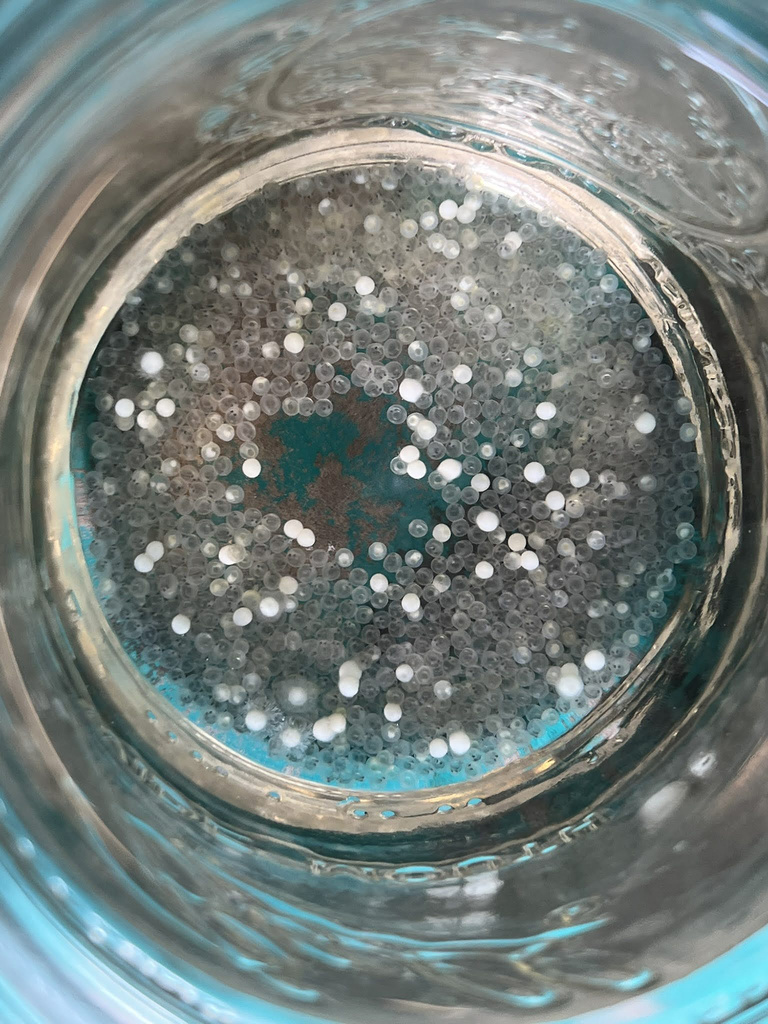 Close up view of the fish eggs in a jar
