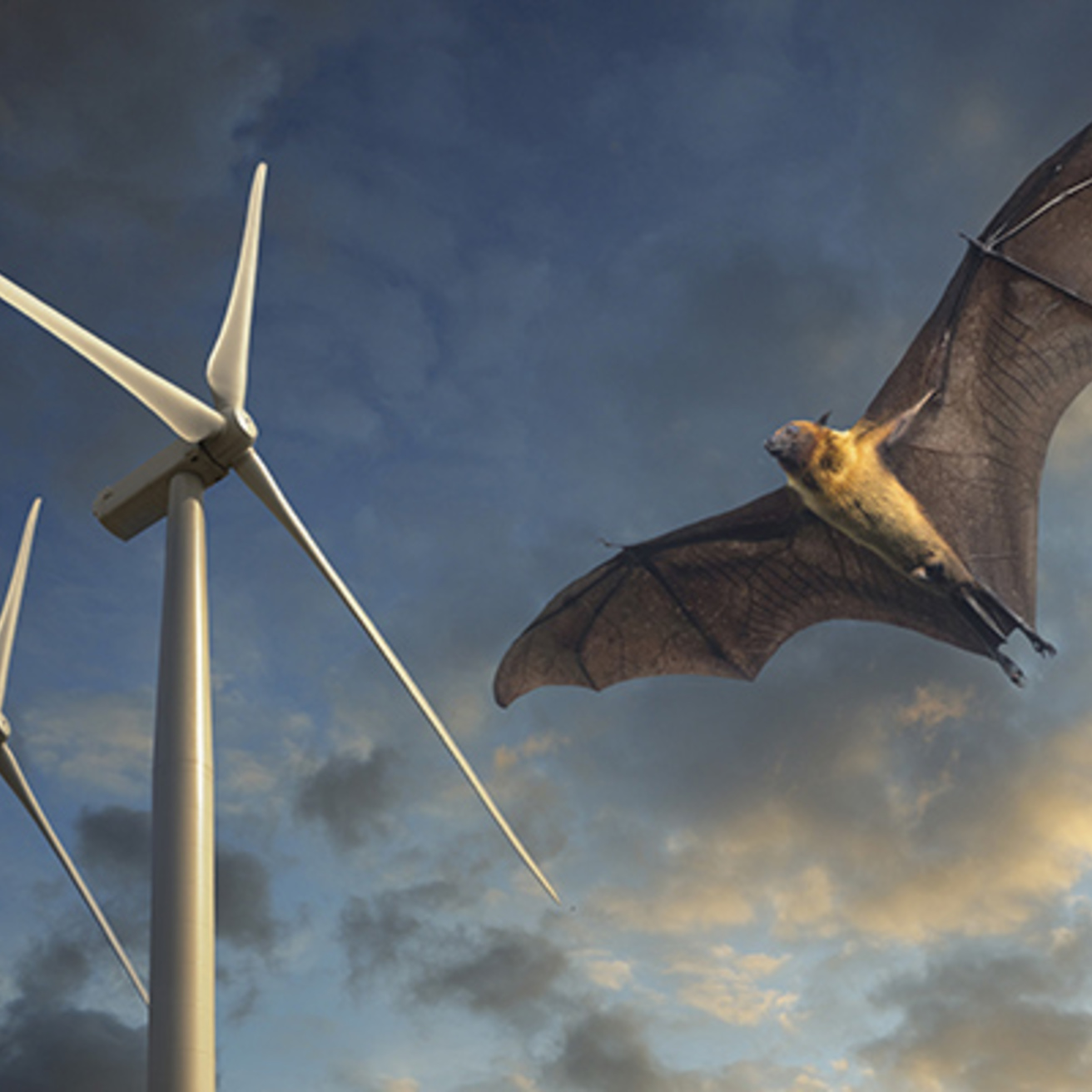 a bat soars next to a wind turbine against a dusky sky