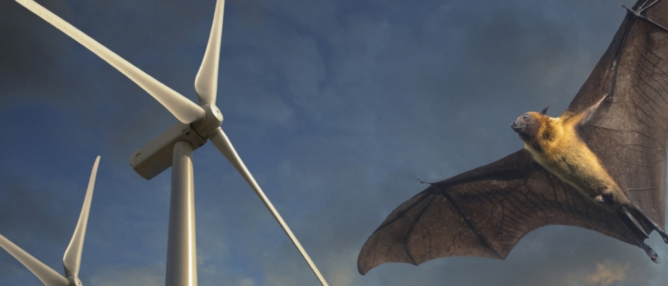 An illustration of a bat flying near wind turbines