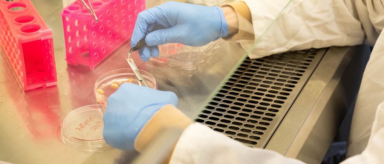 A lab technician's hands in blue gloves perform a test