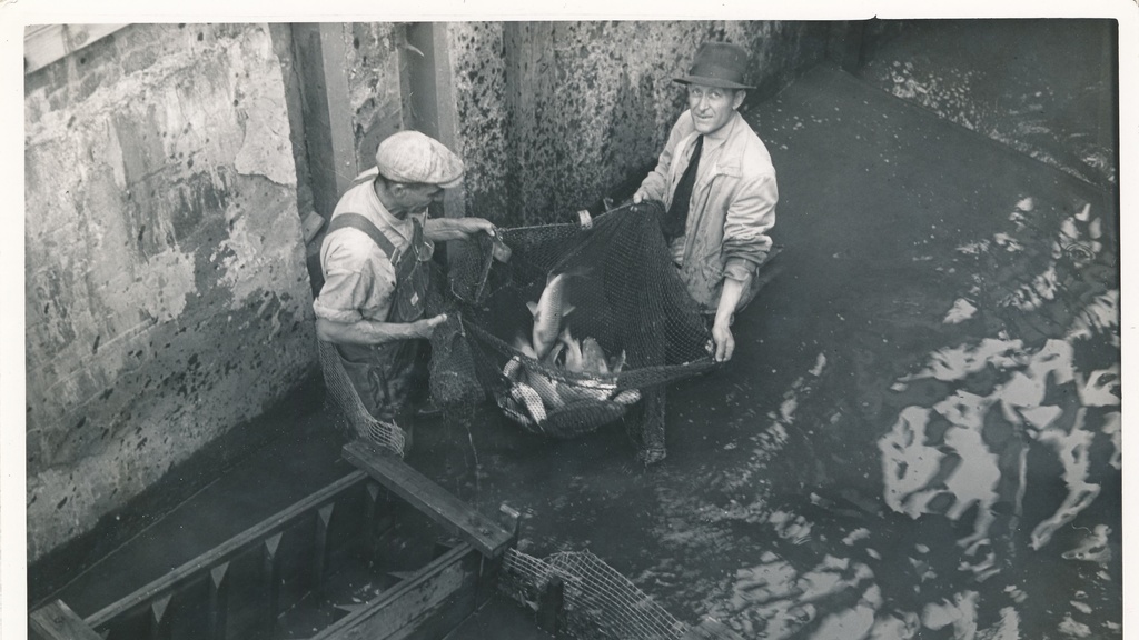 Fish Passage