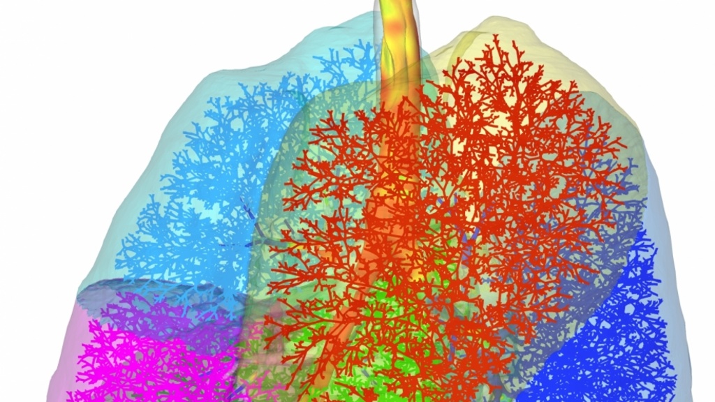 olorful computer-simulated image of the human lung