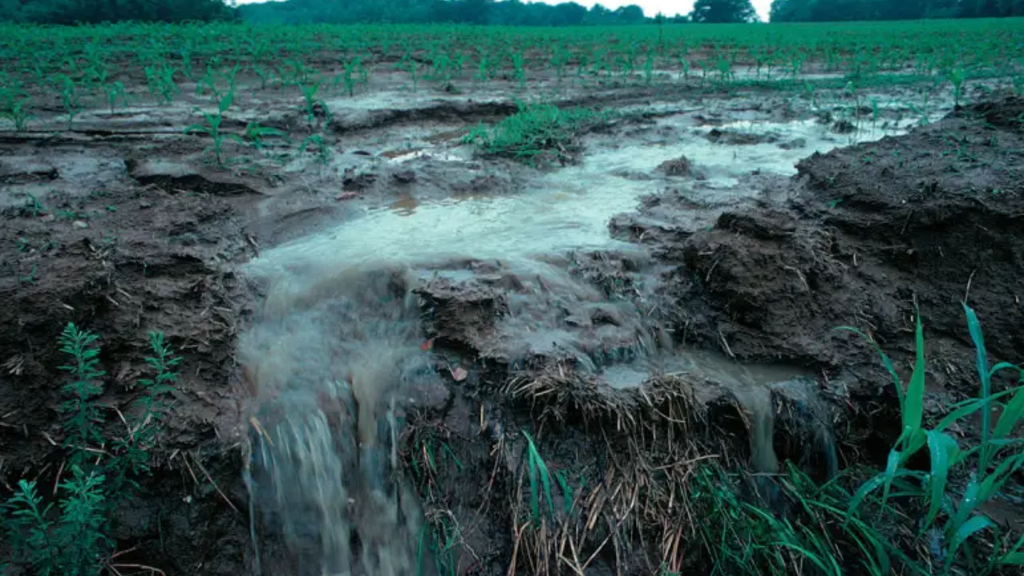 Erosion after a rainstorm carries away soil and runoff in an Iowa farm field
