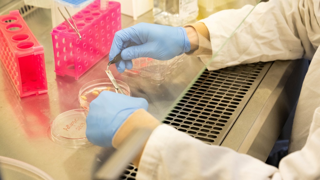 A lab technician's hands in blue gloves perform a test